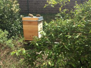 Bienen