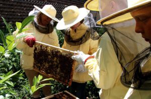 Bienen